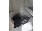 Adopt Umbreon a Domestic Shorthair / Mixed (short coat) cat in Fall River