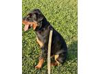 Adopt Kenji a Black - with Brown, Red, Golden, Orange or Chestnut Rottweiler /