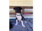 Adopt Sassy a Black - with White Siberian Husky / Australian Shepherd / Mixed