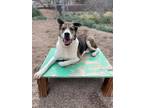 Adopt Vader a German Shepherd Dog / Labrador Retriever / Mixed dog in
