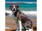 Adopt Pepper a Mixed Breed (Medium) / Pointer / Mixed dog in Sebastian