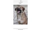 Adopt Baby M a Tan/Yellow/Fawn - with White Collie / Mixed dog in Brunswick