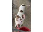 Adopt Puddles a American Pit Bull Terrier / Mixed dog in Brownwood