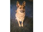 Adopt Zeus a Tan/Yellow/Fawn - with Black German Shepherd Dog / Husky / Mixed
