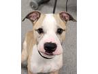 Adopt ZEUS a American Pit Bull Terrier / Mixed dog in Fremont, OH (41474727)
