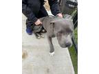 Adopt Carlos a Mixed Breed (Medium) / Mixed dog in Fort Riley, KS (41474721)