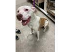Adopt Merlin a Terrier (Unknown Type, Small) / Mixed Breed (Medium) / Mixed dog