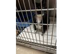 Adopt Grapefruit a Domestic Shorthair / Mixed (short coat) cat in Fort Riley