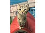 Adopt Waylon a Domestic Shorthair / Mixed (short coat) cat in Defiance