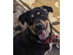 Adopt T’choupi a Rottweiler / Shepherd (Unknown Type) / Mixed dog in San