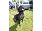 Adopt Choji a Black American Staffordshire Terrier / Labrador Retriever / Mixed