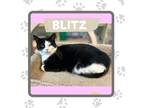 Adopt Blitz a Domestic Shorthair / Mixed (short coat) cat in Elbow Lake