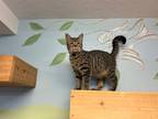 Adopt Mike a Domestic Shorthair / Mixed (short coat) cat in Elbow Lake