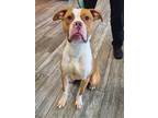 Adopt Neptune Yrly 161 a Boxer / Mixed dog in Sidney, OH (41474689)