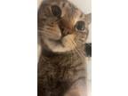 Adopt Kyo a Gray, Blue or Silver Tabby American Shorthair / Mixed (short coat)