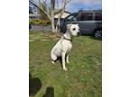Adopt Remy a White - with Tan, Yellow or Fawn Boxer / Terrier (Unknown Type