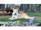 Adopt Thor a Tan/Yellow/Fawn - with White Husky / Shepherd (Unknown Type) /
