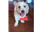 Adopt Kipper a Tan/Yellow/Fawn - with White Poodle (Standard) / Cavalier King