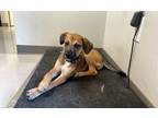 Adopt Nugget a Brown/Chocolate - with Black German Shepherd Dog / Mixed dog in