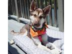 Adopt Jasmine a Siberian Husky / Mixed dog in Monterey, CA (41470633)