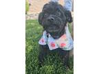 Adopt Candy a Black Shih Tzu / Pomeranian / Mixed dog in Twin Falls