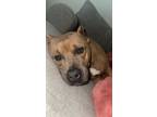 Adopt Koa a Tan/Yellow/Fawn American Pit Bull Terrier / Mixed dog in Jarrell