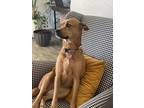 Adopt Rosie-Mary a Red/Golden/Orange/Chestnut Mutt / Mixed dog in Liberty Lake