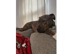 Adopt Max a Brindle Catahoula Leopard Dog / Mixed dog in Ponca City