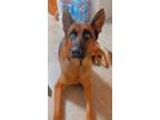 Adopt Flex a Brown/Chocolate - with Black German Shepherd Dog / German Shepherd