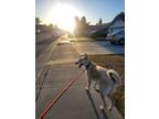Adopt Harley a Tan/Yellow/Fawn - with White Labrador Retriever / German Shepherd