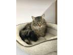 Adopt Kody a Brown Tabby Domestic Longhair / Mixed (long coat) cat in
