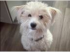 Adopt Larry a White - with Gray or Silver Havanese / Mixed dog in Las Vegas