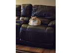 Adopt Tank a Orange or Red (Mostly) American Shorthair / Mixed (short coat) cat