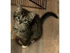 Adopt Casi a Brown Tabby Domestic Shorthair (short coat) cat in Coldspring