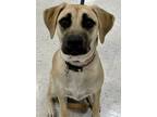 Adopt Willow a Tricolor (Tan/Brown & Black & White) Foxhound / Black Mouth Cur /