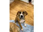 Adopt Waylon a Foxhound / Black Mouth Cur / Mixed dog in Hillsboro