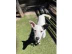 Adopt Banjo ???? The SWEETEST boy a White - with Brown or Chocolate Rat Terrier