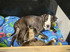 Adopt Tinker Bell a Black - with White Staffordshire Bull Terrier / Mixed dog in