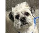 Adopt braxton a Gray/Silver/Salt & Pepper - with White Shih Tzu / Pug / Mixed