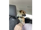 Adopt Dodge a Tan/Yellow/Fawn - with White Coonhound (Unknown Type) / Husky /