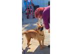 Adopt Starlight a Tan/Yellow/Fawn - with Black German Shepherd Dog / Mixed dog