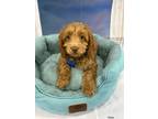 Adopt Rebel a Red/Golden/Orange/Chestnut Cockapoo / Mixed dog in West Milford