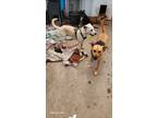 Adopt Walley a White - with Tan, Yellow or Fawn Labrador Retriever / Mixed dog