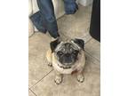 Adopt Lucy a Tan/Yellow/Fawn Pug / Mixed dog in BOCA RATON, FL (41473962)