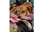 Adopt Lady a Tan/Yellow/Fawn Beagle / Corgi / Mixed dog in Sulphur