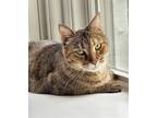 Adopt Maizey a Calico / Mixed cat in Traverse City, MI (41473994)