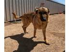 Adopt Duke a Shepherd (Unknown Type) / Belgian Malinois / Mixed dog in San Tan