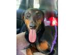 Adopt Delilah a Black - with Tan, Yellow or Fawn Doberman Pinscher / Mixed dog