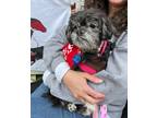 Adopt PEPPER! a Black - with White Shih Tzu / Mixed dog in Philadelphia