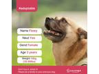 Adopt Flowy (D) a Brown/Chocolate - with Black Belgian Shepherd / Jindo / Mixed